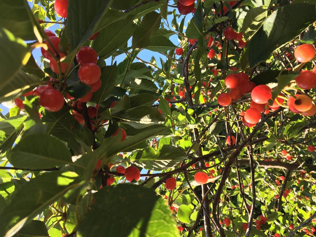 Agriturismo Sant'Agata Piana Degli Albanesi Kültér fotó